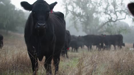 Close-Up-Black-Angus-Cattle-Herd-in-Dense-Fog-in-Open-Pasture