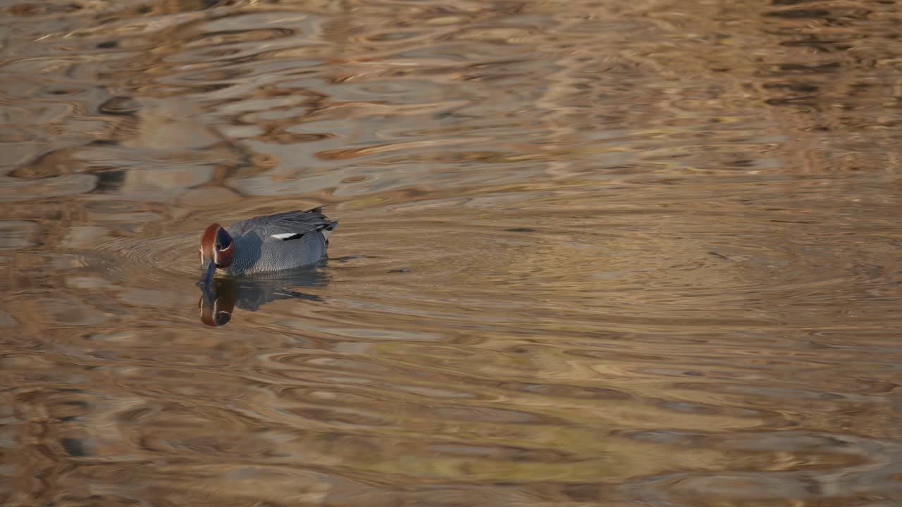 el trullo euroasiático o el pato drake de alas verdes común nadan en un arroyo poco profundo buscando comida en el agua