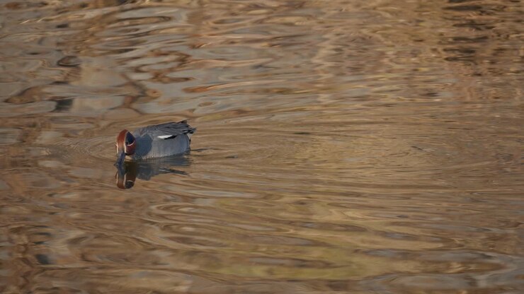 Eurasian Teal Or Common Green-winged Teal Drake Duck Swim in Shallow Stream Foraging Food in Water