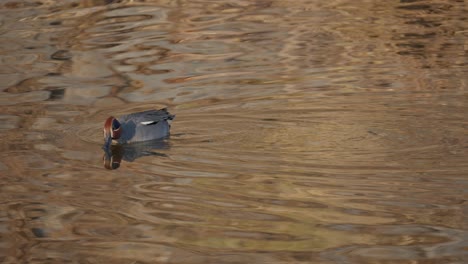 eurasian teal or common green-winged teal drake duck swim in shallow stream foraging food in water