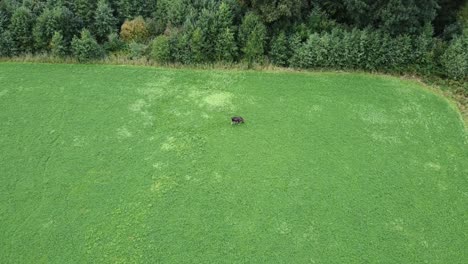dalsland 근처의 스웨덴 무스의 공중 영상