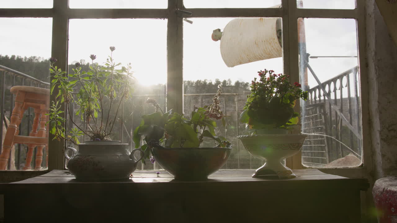 Sunlit Plants on Rustic Windowsill