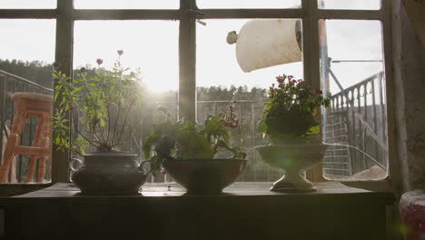 sunlit windowsill with potted plants