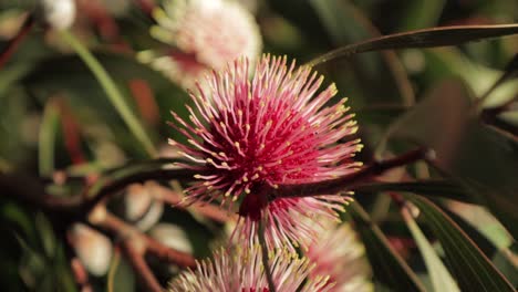 Hakea-Laurina-Pin-Cushion-Plant-moving-in-wind,-Sunny-daytime-Maffra,-Victoria,-Australia