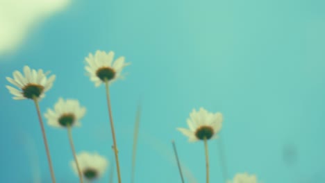 delicate blossoms reach towards a soft, blue sky. captured from a unique low angle, this photo draws you into nature's tranquility, evoking peaceful spring or summer mornings.