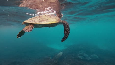 Bewundern-Sie-Die-Ruhige-Eleganz-Einer-Prächtigen-Schildkröte,-Die-Anmutig-Durch-Die-Kristallklaren-Tiefen-Des-Ozeans-Navigiert