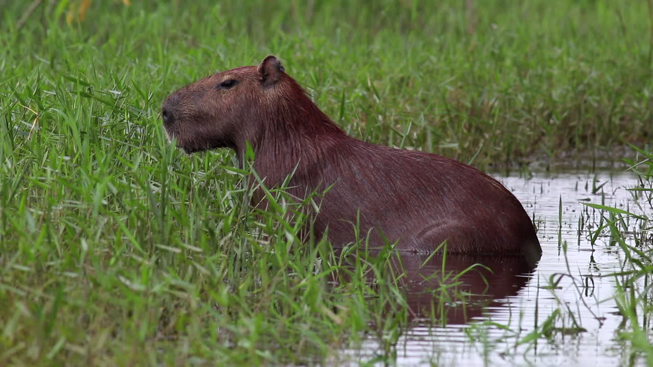 sentado capibara, comienza a llover sentado en el agua en la orilla del río pantano en la lluvia en la bolivia tropical