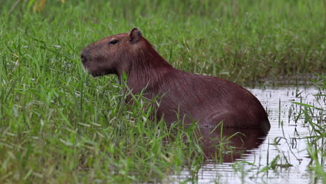 Capibara-Sentado,-Comienza-A-Llover-Sentado-En-El-Agua-En-El-Borde-Del-Río-Pantano-Bajo-La-Lluvia-En-Bolivia-Tropical