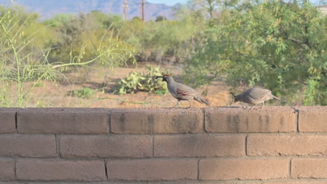 codorniz macho y hembra en la pared de ladrillo, picoteando semillas