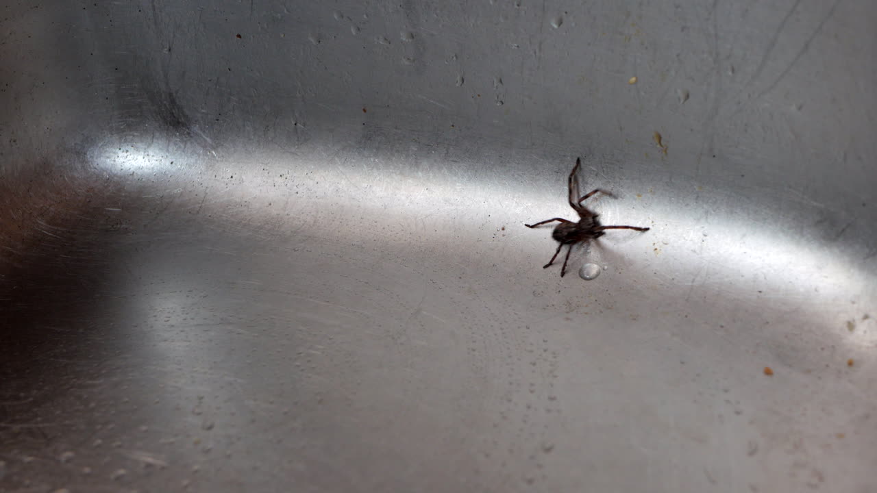 araña australiana cazadora atrapada en un fregadero de cocina.