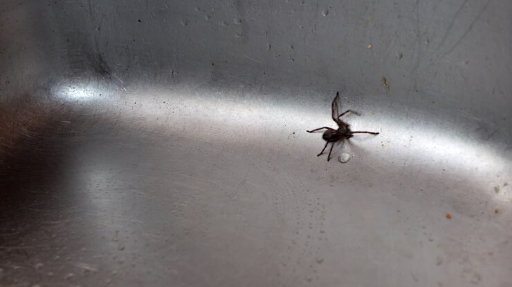 Ragno cacciatore australiano intrappolato in un lavello da cucina