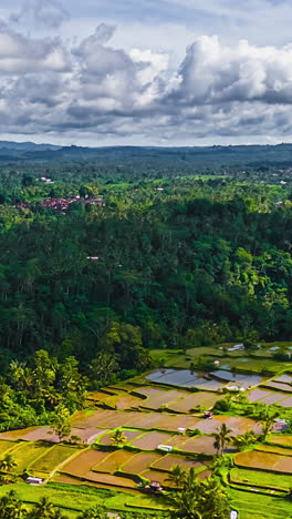 drone hyperlapse of rice terraces surrounded by dense green jungle in bali, vertical