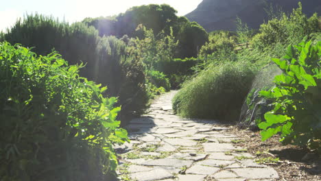 path through gardens with produce being grown on allotment