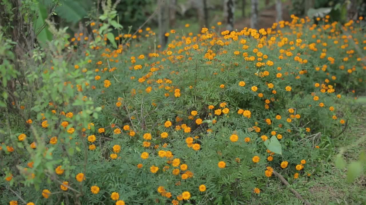 PIANTA DI CALENDULA CON FIORI GIALLI CHE CRESCONO TRA GLI ARBUSTI