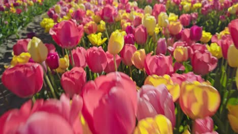 yellow and red tulips on dutch tulip farm fields in netherlands on sunny day with numerous flowers of various colors