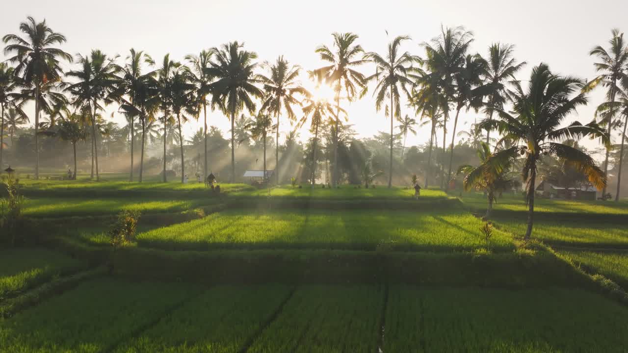 Veduta aerea della campagna di Gianyar all'alba con risaie a terrazze, palme nebbiose e un contadino vicino a Tampaksiring
