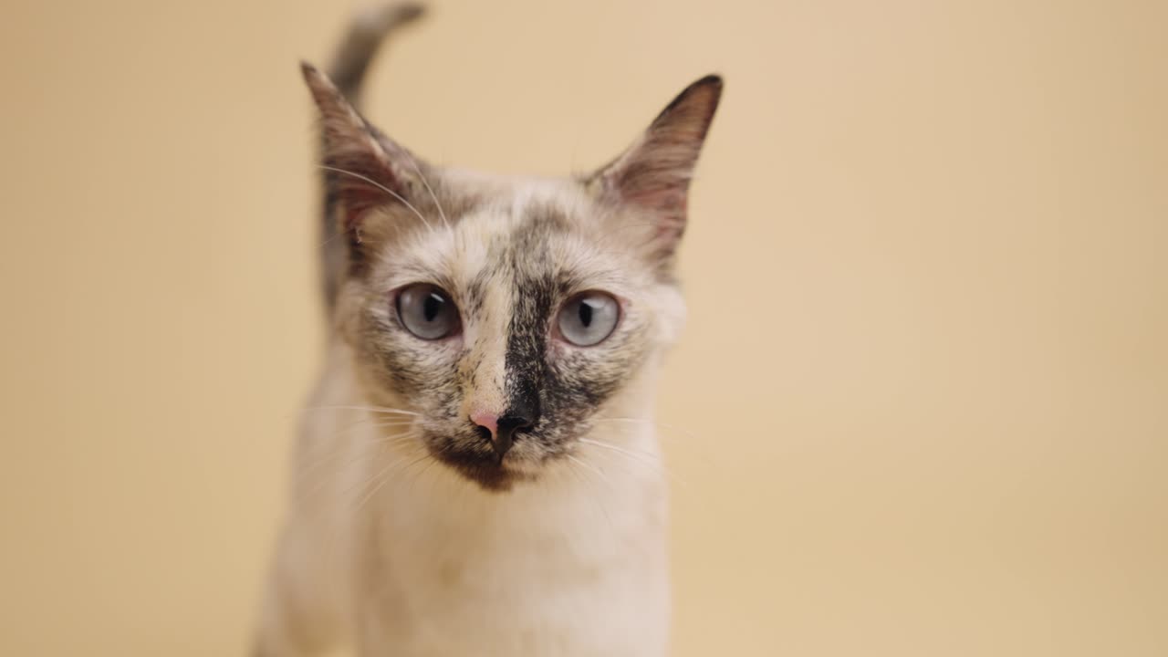 Primo piano di un gatto domestico che si guarda intorno e si lecca i baffi