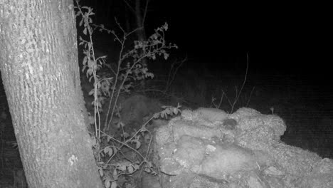 Red fox (Vulpes vulpes) on a moss-covered stone fence at night.. Estonia