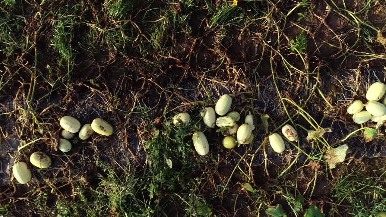 꼬인 덩굴이 있는 들판에서 한 줄로 늘어선 버터넛 스쿼시를 따라 움직이는 공중 카메라