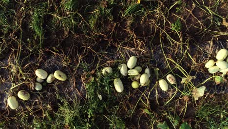 cámara aérea moviéndose a lo largo de una fila de calabaza en un campo con vides retorcidas