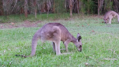 kangaroos moving and feeding in a lush field