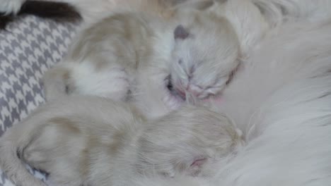 Stillen-–-Neugeborenes-Ragdoll-Kätzchen,-Das-Mutter-Mit-Milch-Stillt