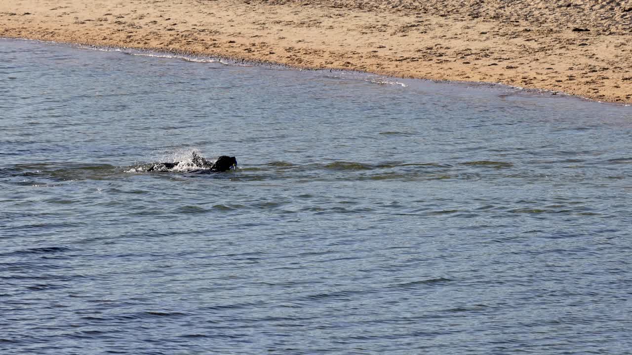 해변을 향해 수영하는 개