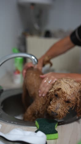 dog getting a bath