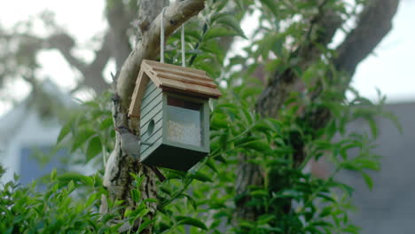 slow motion shot of a small sparrow bird flying round and landing on a bird feeder in an urban garden in the uk.
