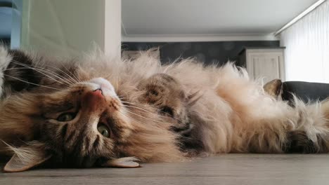 Cute-Norwegian-forest-cat-winking-while-lying-on-his-back