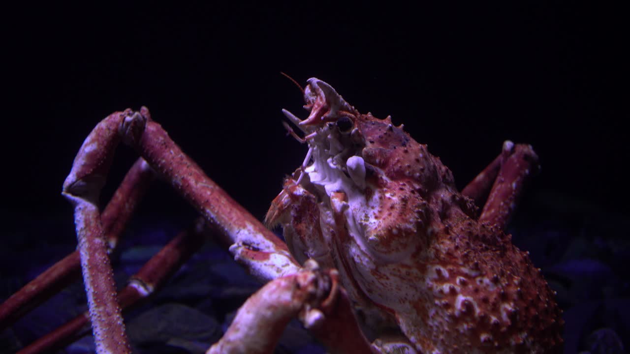 생존하는 크래브가 있는 오세아나리움의 수족관