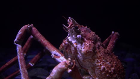 acuario en oceanario con cangrejos vivos