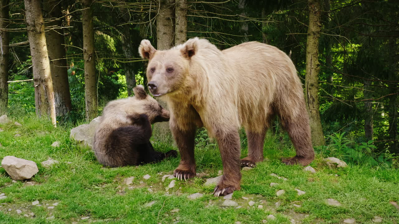 una osa parda con un oso pequeño descansando en el césped frente a la vida salvaje del bosque 4k 10 bit vid