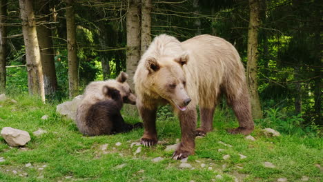 a brown female bear with a small bear resting on the lawn in front of forest wild life 4k 10 bit vid