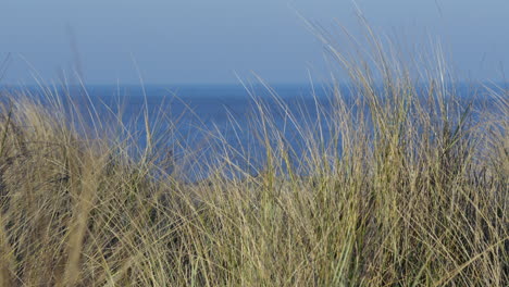 mid shot of marram grass with sea in background at caister on sea beach