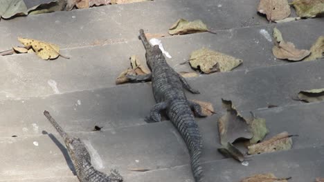bebé cocodrilo gharial tratando de filmar hacia arriba en las escaleras en el parque zoológico de la india