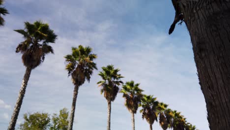 sliding past tree bark with soft focus california fan palms in background