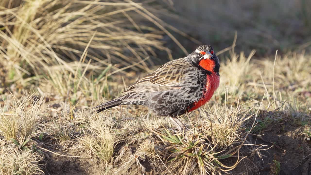 una alondra de cola larga, leistes loyca con luz de puesta de sol en un prado