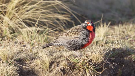 a long-tailed meadowlark, leistes loyca with sunset light in a meadow