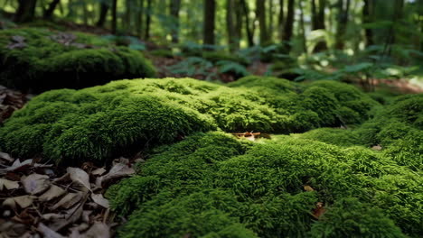 moss covered forest floor