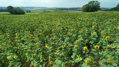 Beautiful-sunny-countryside-sunflower-meadow-field-aerial-view-over-agricultural-field