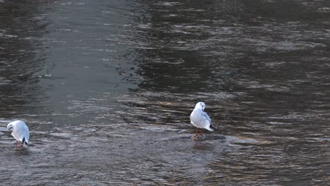 seagull remains stationary in gently flowing water