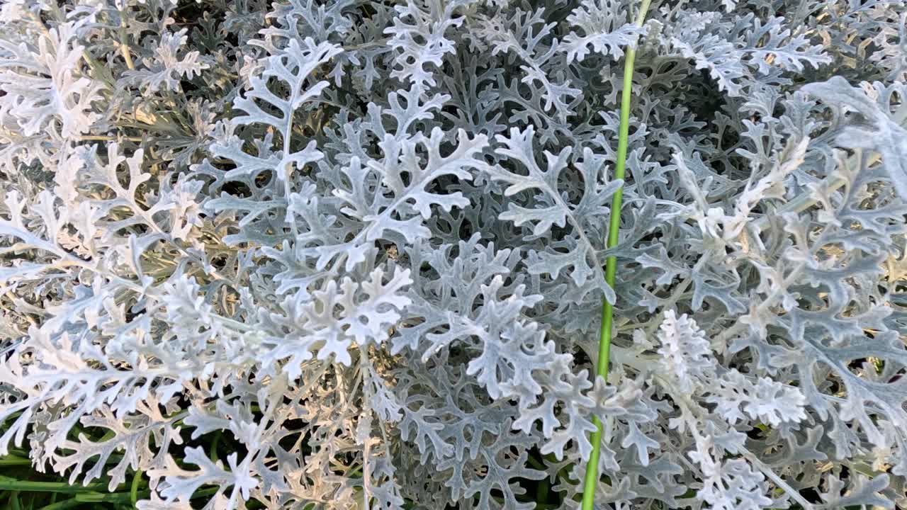 야코바아 마리티마 (jacobaea maritima) 잎자루의 자세한 모습