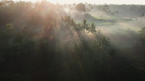 Epic-cinematic-sunrays-shine-through-palm-trees-with-rice-fields-at-the-background-in-Bali,-Indonesia