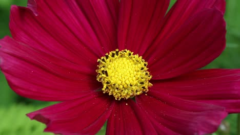 closeup of bright red garden flower