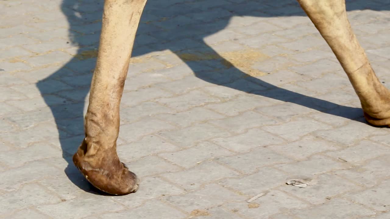 밝은 하늘을 배경으로 평평한 각도에서 가까이 있는 고립된 낙타 머리