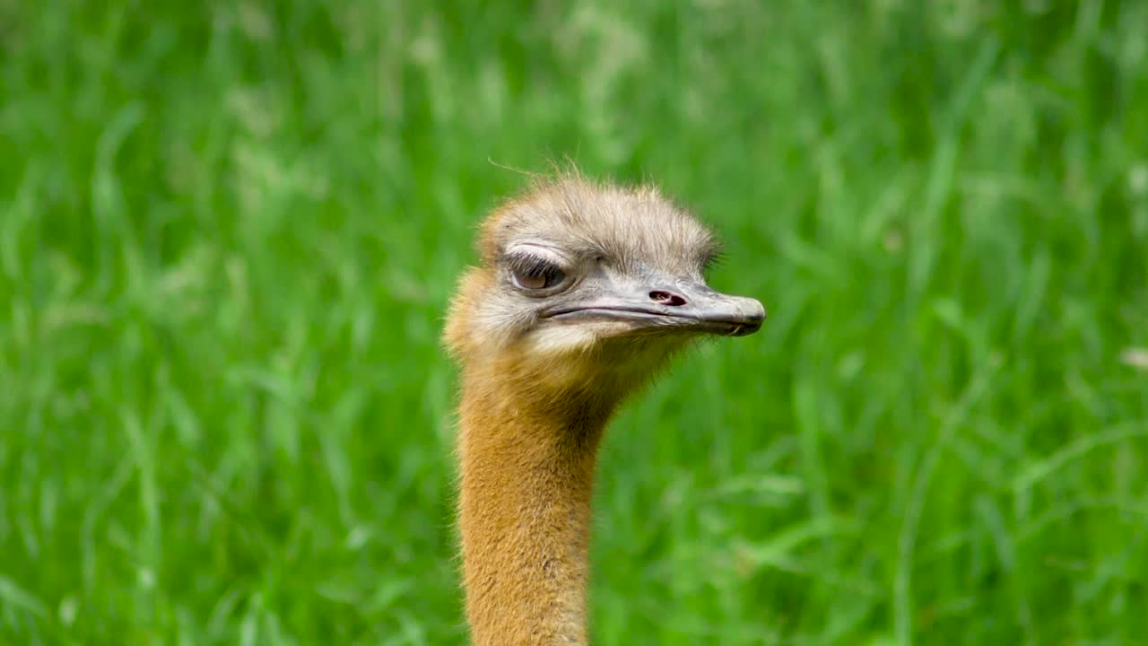 Un giovane struzzo è seduto sull'erba e si guarda intorno assonnato vocalizzando.