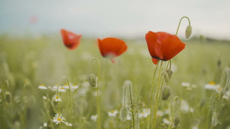 Mohnfeld-Blühender-Mohn