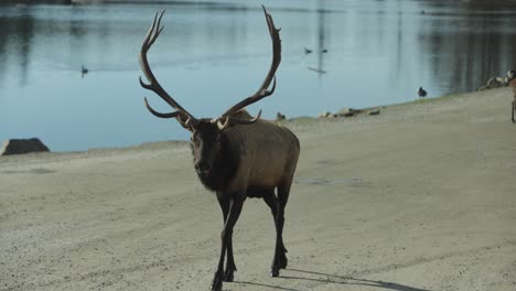 large elk bull with impressive rack walking down dirt road confidently slomo