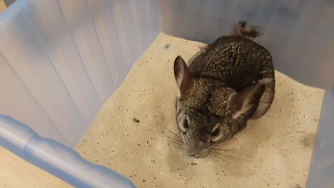 Süßes-Erwachsenes-Haustier-Chinchilla,-Das-Ein-Sandbad-Nimmt